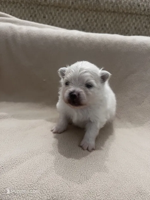 Milo – Pomeranian puppy for sale in Largo, FL