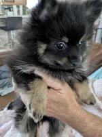 Black n Tan, a male Pomeranian for sale in Cocoa, FL – 4 of 4