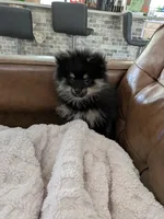 Black n Tan, a male Pomeranian for sale in Cocoa, FL – 3 of 4