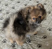 Izzy's Boy, a male Pomeranian for sale in Cocoa, FL – 2 of 2