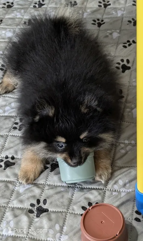 Black n Tan – Pomeranian puppy for sale in Cocoa, FL