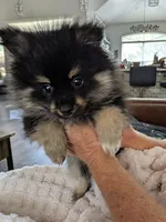 Black n Tan, a male Pomeranian for sale in Cocoa, FL – 2 of 4