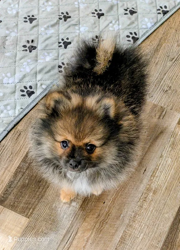 Izzy's Boy – Pomeranian puppy for sale in Cocoa, FL