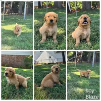 Blaze, a male Golden Retriever for sale in Kernersville, NC – 4 of 5