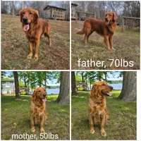 Walkie-Talkie, a female Golden Retriever for sale in Kernersville, NC – 3 of 5