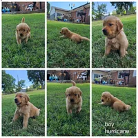 Hurricane, a male Golden Retriever for sale in Kernersville, NC – 3 of 6