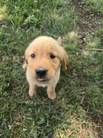 Sunflower, a female Golden Retriever for sale in Kernersville, NC – 1 of 6