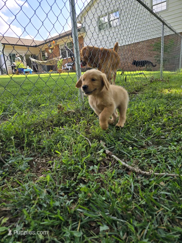 Blaze – Golden Retriever puppy for sale in Kernersville, NC