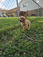 Blaze, a male Golden Retriever for sale in Kernersville, NC – 1 of 5