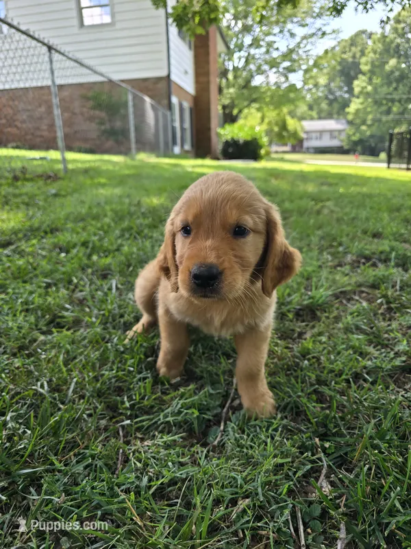 Uno – Golden Retriever puppy for sale in Kernersville, NC