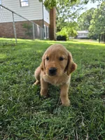 Uno, a male Golden Retriever for sale in Kernersville, NC – 1 of 4