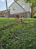 Blaze, a male Golden Retriever for sale in Kernersville, NC – 3 of 5
