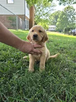 Stormy, a male Golden Retriever for sale in Kernersville, NC – 2 of 5