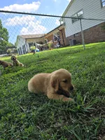 Sunflower, a female Golden Retriever for sale in Kernersville, NC – 4 of 6