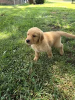 Blaze, a male Golden Retriever for sale in Kernersville, NC – 2 of 5