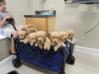 Hurricane, a male Golden Retriever for sale in Kernersville, NC – 6 of 6