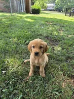 Walkie-Talkie, a female Golden Retriever for sale in Kernersville, NC – 2 of 5