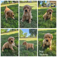 Stormy, a male Golden Retriever for sale in Kernersville, NC – 5 of 5