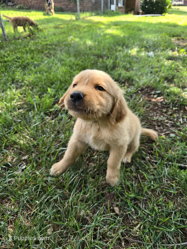 Hurricane – Golden Retriever puppy for sale in Kernersville, NC