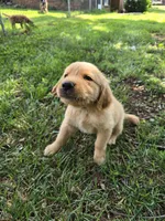 Hurricane, a male Golden Retriever for sale in Kernersville, NC – 1 of 6
