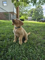 Stormy, a male Golden Retriever for sale in Kernersville, NC – 3 of 5