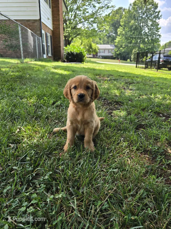 Walkie-Talkie – Golden Retriever puppy for sale in Kernersville, NC