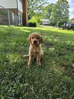 Walkie-Talkie, a female Golden Retriever for sale in Kernersville, NC – 1 of 5