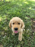 Hurricane, a male Golden Retriever for sale in Kernersville, NC – 4 of 6