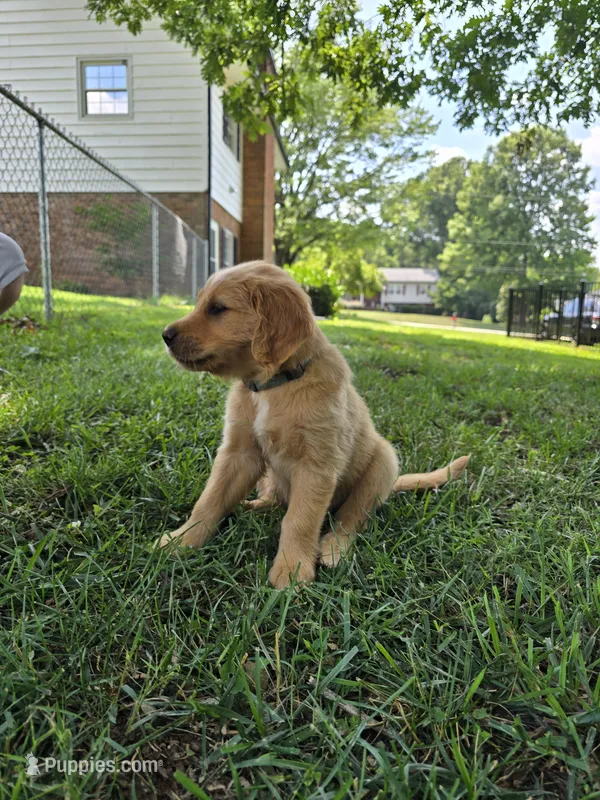 Stormy – Golden Retriever puppy for sale in Kernersville, NC