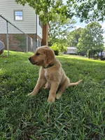 Stormy, a male Golden Retriever for sale in Kernersville, NC – 1 of 5