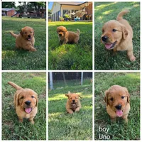 Uno, a male Golden Retriever for sale in Kernersville, NC – 2 of 4