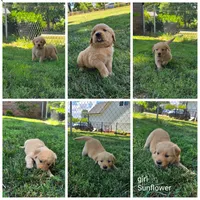 Sunflower, a female Golden Retriever for sale in Kernersville, NC – 3 of 6