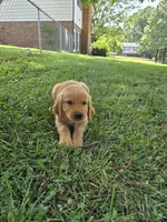 Uno, a male Golden Retriever for sale in Kernersville, NC – 4 of 4