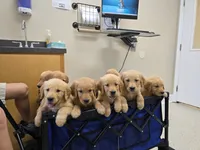 Walkie-Talkie, a female Golden Retriever for sale in Kernersville, NC – 5 of 5