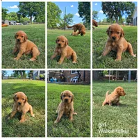 Walkie-Talkie, a female Golden Retriever for sale in Kernersville, NC – 4 of 5