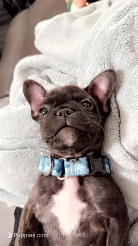 Titan – French Bulldog puppy for sale in Cheyenne, WY