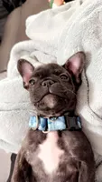 Titan, a male French Bulldog for sale in Cheyenne, WY – 1 of 2