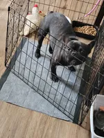 Titan, a male French Bulldog for sale in Cheyenne, WY – 2 of 2