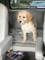 Ava , a female Goldendoodle for sale in Clearwater, FL – Photo 1 of 2