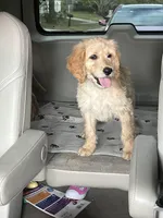 Ava , a female Goldendoodle for sale in Clearwater, FL – Photo 2 of 2