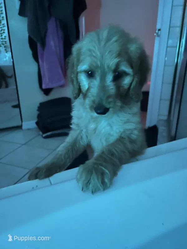 Sam, a female Goldendoodle for sale in Clearwater, FL – Photo 1 of 1