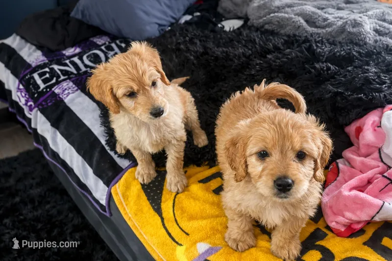 Lucky – Goldendoodle puppy for sale in Clearwater, FL