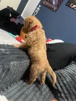 Logan, a male Goldendoodle for sale in Clearwater, FL – Photo 2 of 2