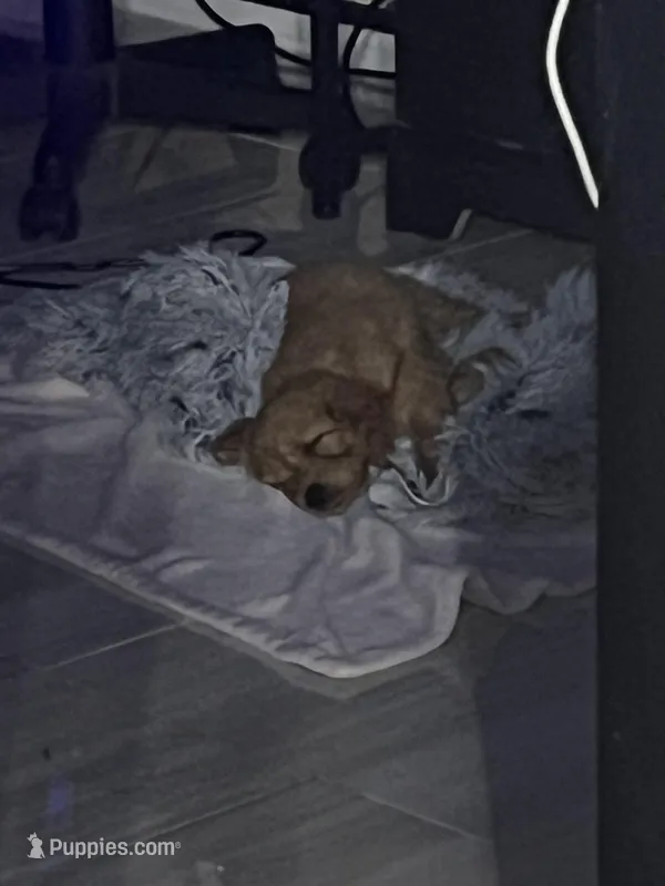 Logan – Goldendoodle puppy for sale in Clearwater, FL