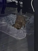 Logan, a male Goldendoodle for sale in Clearwater, FL – Photo 1 of 2