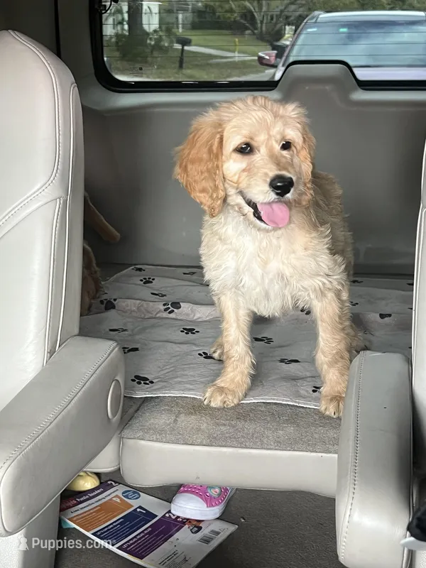 Billy, a male Goldendoodle for sale in Clearwater, FL – Photo 1 of 1