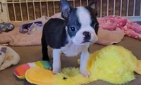 🖤 Tater Tot 🖤 Teeny Tiny, a male Boston Terrier for sale in Alvarado, TX – 4 of 5