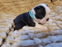 🩵 Bella 🩵 AKC, a female Boston Terrier for sale in Alvarado, TX – 3 of 5