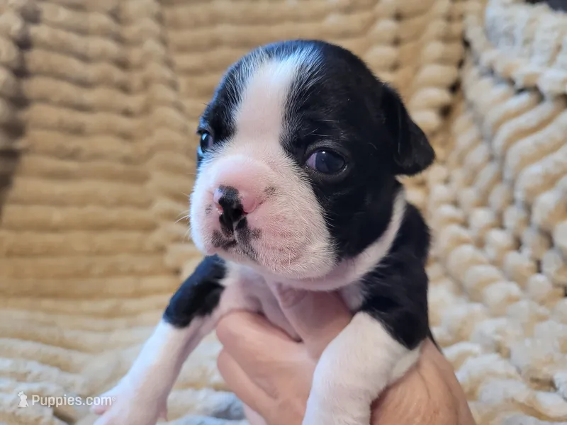 ❤️ Carter ❤️ – Boston Terrier puppy for sale in Alvarado, TX