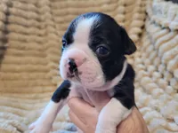 ❤️ Carter ❤️, a male Boston Terrier for sale in Alvarado, TX – 1 of 7